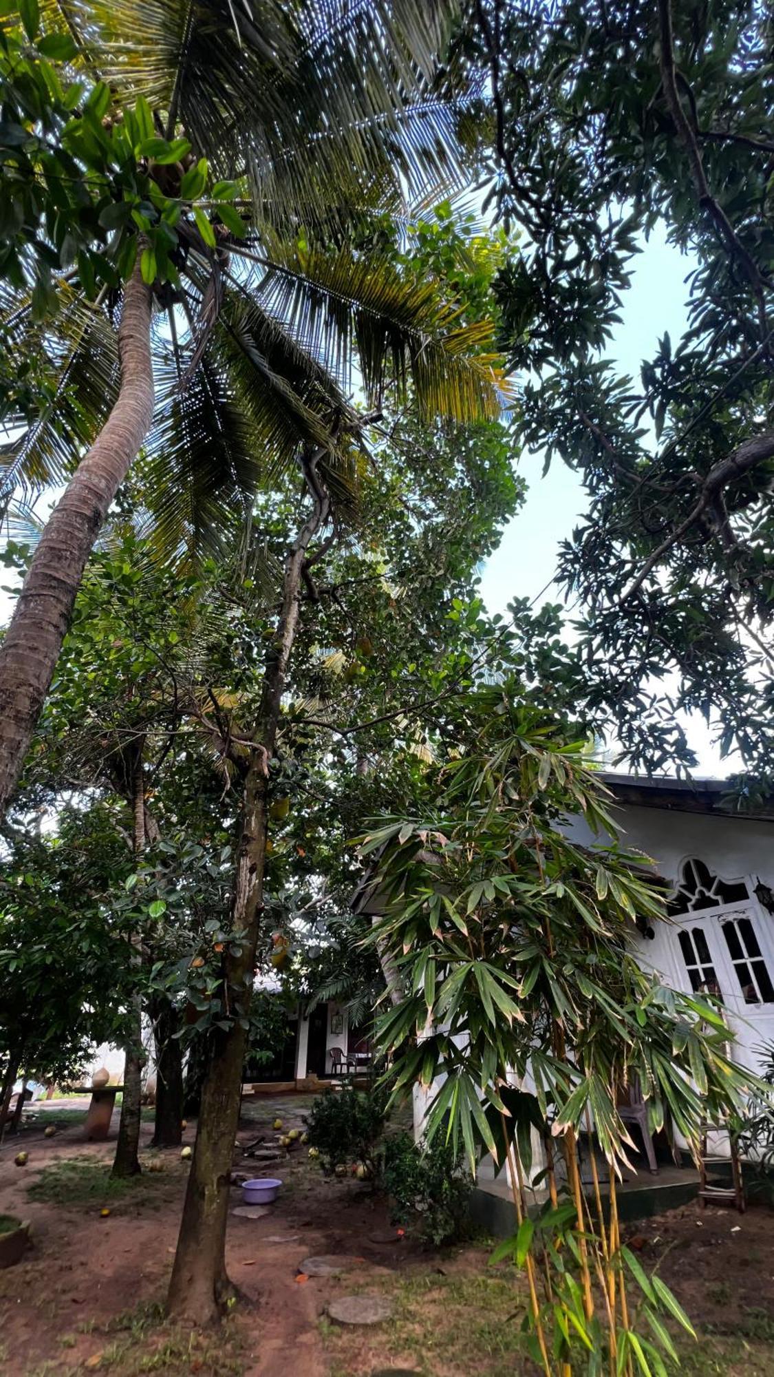 Sylvester Villa Hostel Negombo Exterior photo